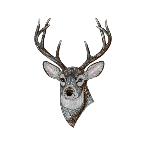 Deer Animals Deer Animals