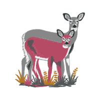 Deer Animals Deer Animals