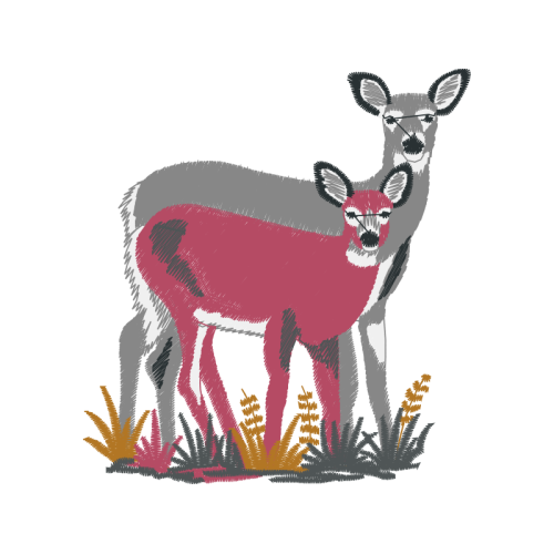 Deer Animals Deer Animals