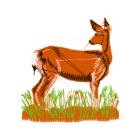 Dog Animals Dog Animals