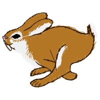 Domestic Rabbit Animals