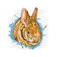 Domestic Rabbit Animals