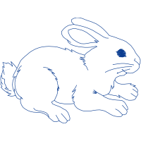 Domestic Rabbit Animals