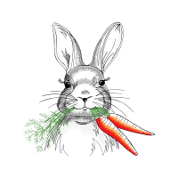 Domestic Rabbit Animals Domestic Rabbit Animals