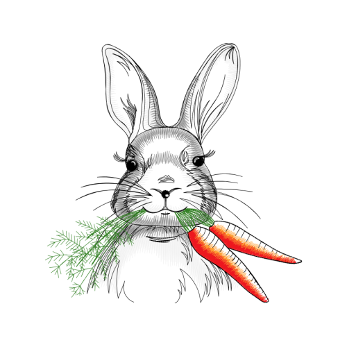 Domestic Rabbit Animals Domestic Rabbit Animals