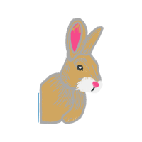 Domestic Rabbit Animals