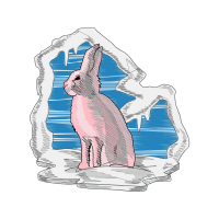 Domestic Rabbit Animals