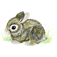 Domestic Rabbit Animals