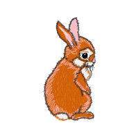 Domestic Rabbit Animals