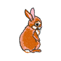 Domestic Rabbit Animals