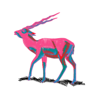 Drawing Animals