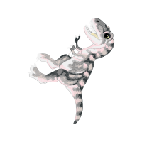 Eastern Cottontail Animals Eastern Cottontail Animals