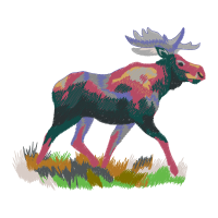 Elk Animals