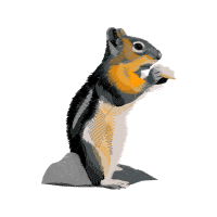 Emperor Penguin Animals Emperor Penguin Animals