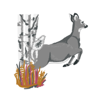 English Toy Terrier Black Tan Animals English Toy Terrier Black Tan Animals