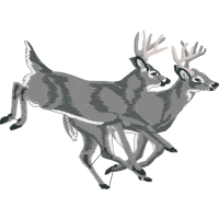 Illustration Animals