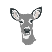 Illustration Animals