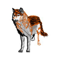 Mackenzie River Husky Animals