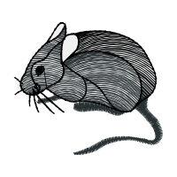 Mountain Cottontail Animals