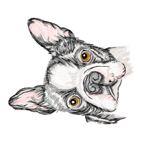 Mountain Cottontail Animals