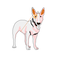 Red Fox Animals Red Fox Animals