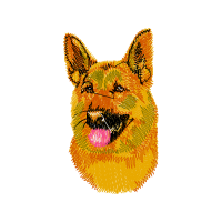 Red Fox Animals Red Fox Animals