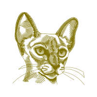 Red Fox Animals Red Fox Animals