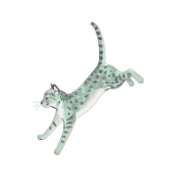 Red Fox Animals Red Fox Animals