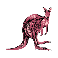 Red Kangaroo Animals