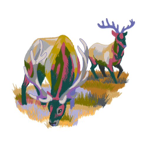 Reindeer Animals Reindeer Animals