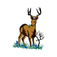 Roe Deer Animals