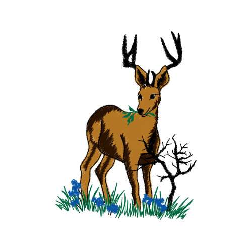 Roe Deer Animals Roe Deer Animals