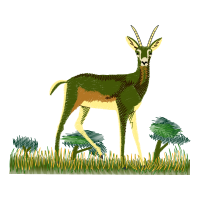 Roe Deer Animals Roe Deer Animals