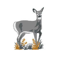 Roe Deer Animals Roe Deer Animals