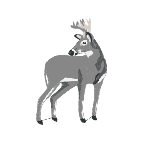 Roe Deer Animals Roe Deer Animals