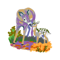 Roe Deer Animals Roe Deer Animals