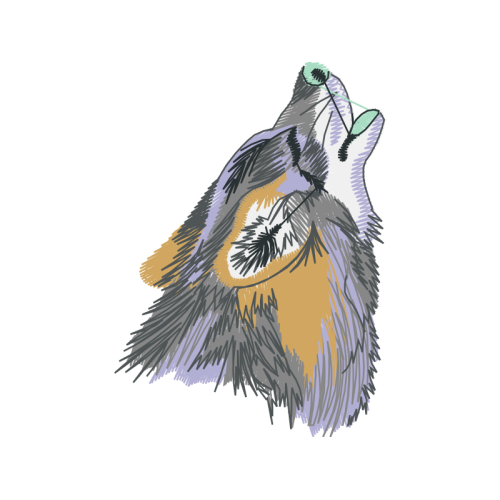 Rough Collie Animals Rough Collie Animals