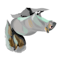 Squirrel Animals Squirrel Animals