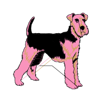 Standard Schnauzer Animals