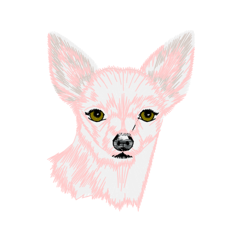 Toy Fox Terrier Animals Toy Fox Terrier Animals