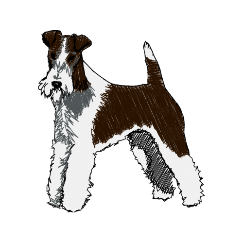 Welsh Terrier Animals Welsh Terrier Animals