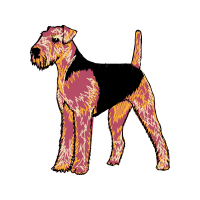 Welsh Terrier Animals Welsh Terrier Animals
