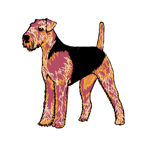 Welsh Terrier Animals Welsh Terrier Animals