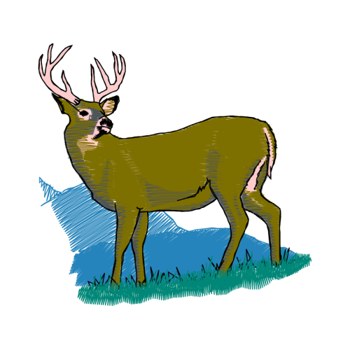 White Tailed Deer Animals White Tailed Deer Animals