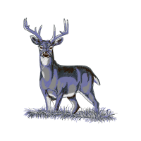 White Tailed Deer Animals White Tailed Deer Animals