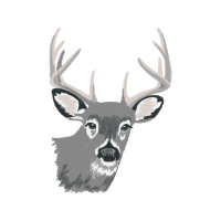 White Tailed Deer Animals White Tailed Deer Animals