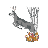 White Tailed Deer Animals White Tailed Deer Animals