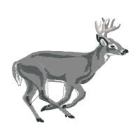 White Tailed Deer Animals