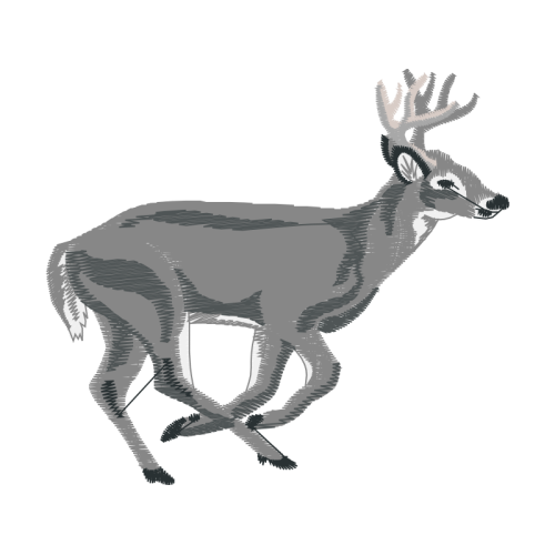 White Tailed Deer Animals White Tailed Deer Animals
