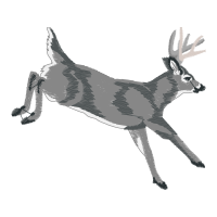 White Tailed Deer Animals White Tailed Deer Animals